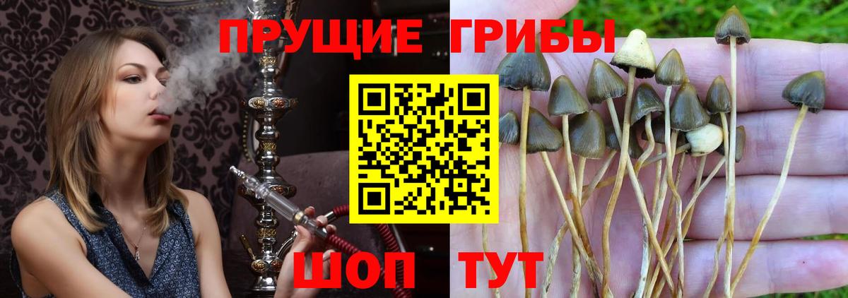 Изобильный  Псилоцибиновые грибы мицелий  Вход с VPN 
